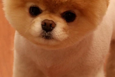 Cute Pomeranian Dog