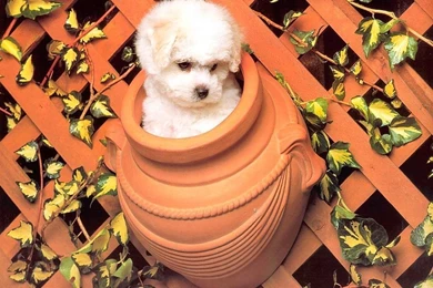 Cute Dog Wallpapers   Dogs Wallpapers (13936221)   Fanpop