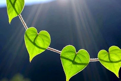 Nature Hearts Wallpapers Free Download