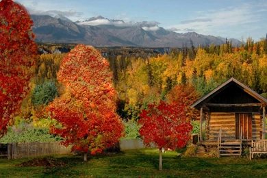 Log Cabin In A Beautiful Autumn Forest   (