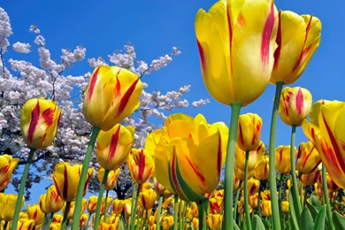 Colourful Flowers Images And Wallpapers Download