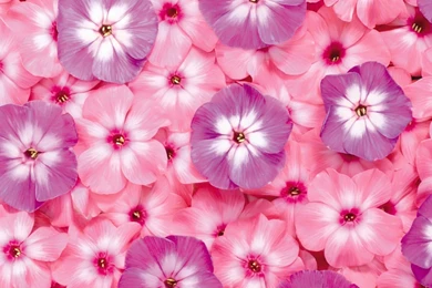 Flower Wallpaper Images