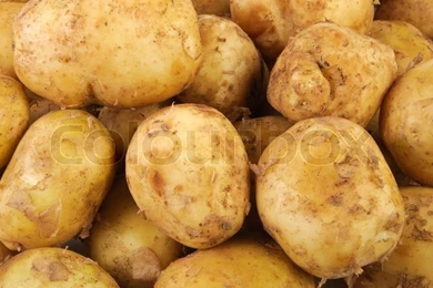 Young Raw Potato As Backgrounds
