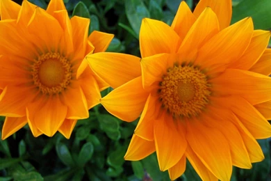 Gazania Flower Wallpaper Images Of Flowers Images Flower Pictures ...