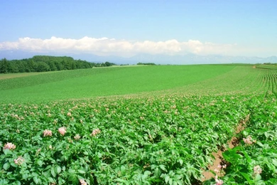 Yun Free Desktop Wallpapers : No. 648 Perpetual Potato Field [Japan ...