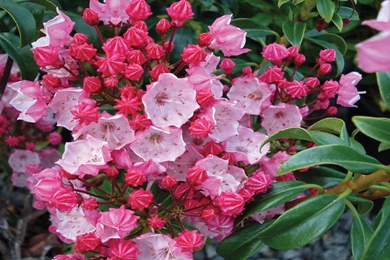 Laurel Flower Pink Mountain Laurel Flower Wallpaper Images Of ...