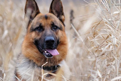 Jestingstock.com German Shepherd Wallpapers For Desktop