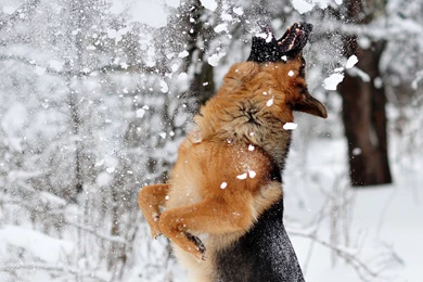 20 HD German Shepherd Dog Wallpapers   HDWallSource.com