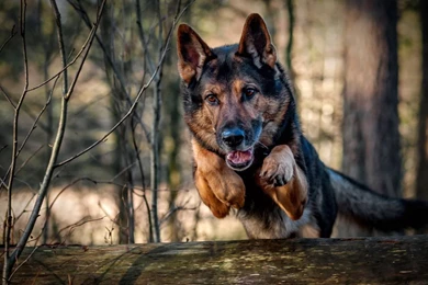 Jestingstock.com German Shepherd Police Dog Wallpapers