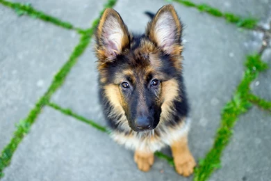 German Shepherd Wallpapers, Images, Photos, Pictures & Pics