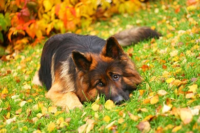 German Shepherd Wallpapers   1316043