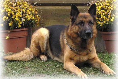 German Shepherd Wallpapers 3037 1920x1200 Px ~ WallpaperFort.com