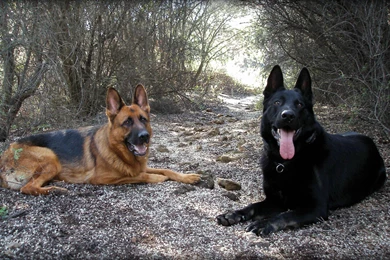 Morning Coffee With Red Roses   (