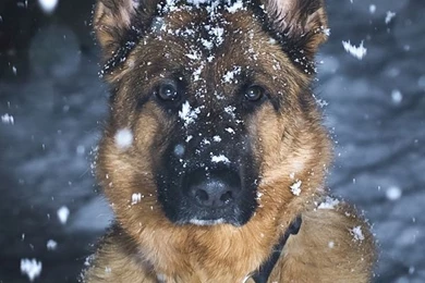 Snow german shepherd wallpaper.jpg