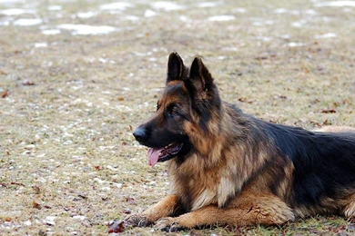 German Shepherd   Wallpapers