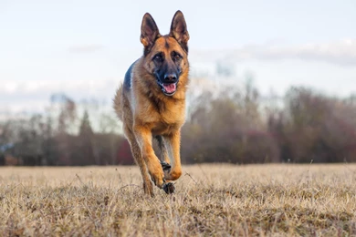 German Shepherd Wallpapers For Desktop