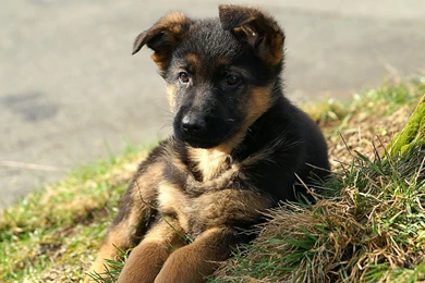 German Shepherd Wallpapers   Animal Wallpapers