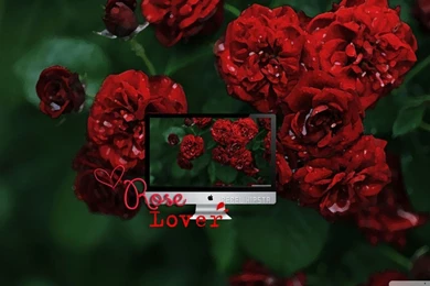 Lover Wallpapers   Wallpapers Cave