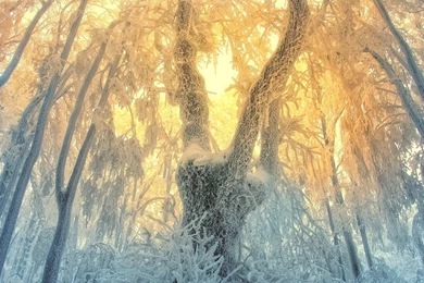 Mythical Forest In Winter   (