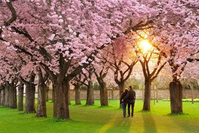 Nice And New Love Images   Image Wallpapers