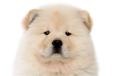 Pets Animal Photos: July 2012