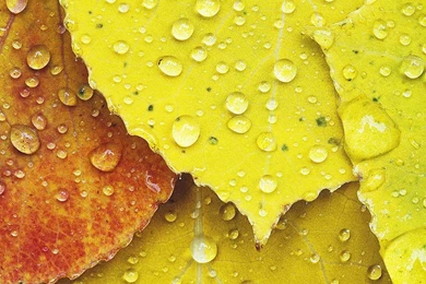 Download LG Optimus 2X Stock Wallpapers