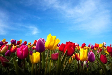 Download LG Optimus 2X Stock Wallpapers