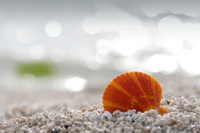 I Need LG Optimus L9 Shell Wallpapers