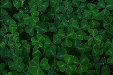Download Clover Wallpapers For LG Optimus
