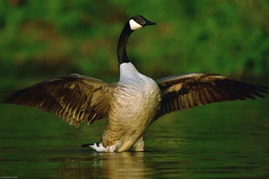 41 Goose HD Wallpapers