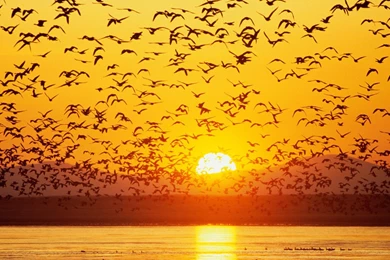 Geese Wallpapers   Wallpapers Cave