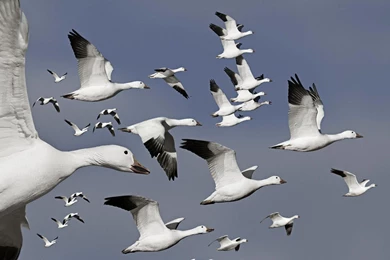 Geese Wallpapers   Wallpapers Cave