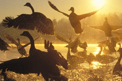 Water Sunrise Silhouette Canada Geese Birds Canadian Geese ...