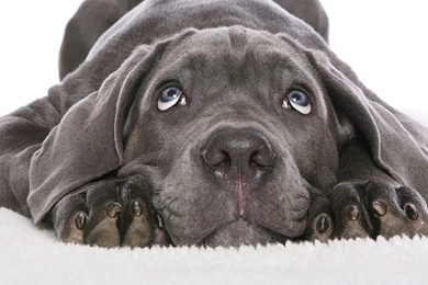 Download Wallpapers 1024x600 Dog, Black, White, Face, Cute Netbook ...