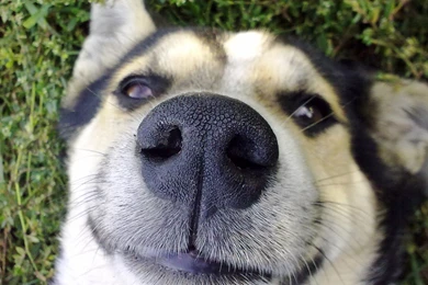 Download Wallpapers 1920x1080 Dog, Nose, Face, Cute Full HD 1080p ...