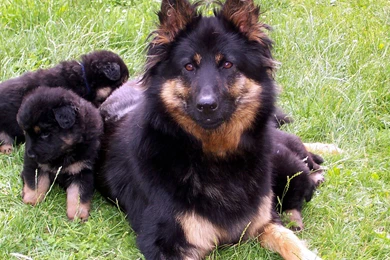 Dog Backgrounds, Best Friend, Wallpapers Of Dog, Download Dog ...