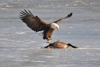 Eagle Predator Bird Geese Goose F Wallpapers