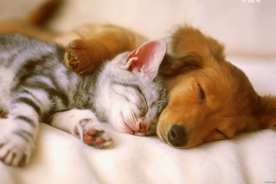 Animals Zoo Park: Cute Cat With Cute Dog Wallpapers 4