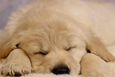 Little Dog Sleeping Soundly Dog Wallpaper Backgrounds