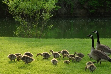 Canadian Geese Pictures Flying Photos   Blue Wallpaper Backgrounds ...