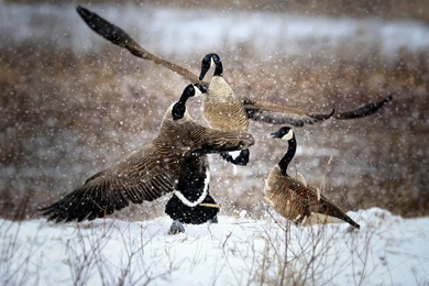 Snow goose wallpaper 4.jpg