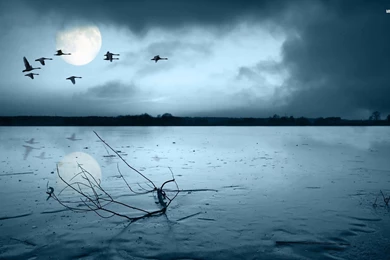 Geese Wallpapers   Wallpapers Cave