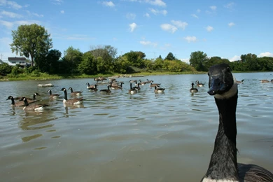 1680x1050 Geese Canada Desktop PC And Mac Wallpapers