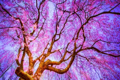 Pretty Flower Wallpapers   Bing Images