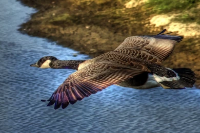 Flying Birds Geese Wallpapers