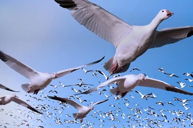 Goose Flying   Wallpaper.