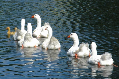 September 2011 Desktop Wallpapers Calendar