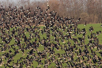 Free Wallpapers Red Breasted Geese
