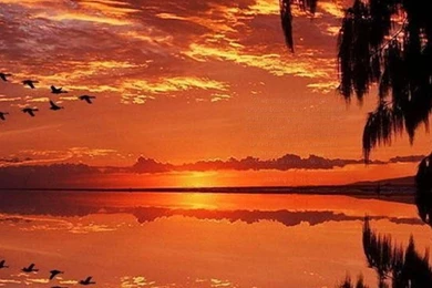 Flight Of The Geese 405211 Wallpapers   (