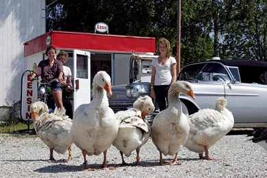 Free Wallpapers Buff Geese Birds